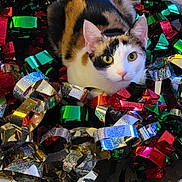 Piglette joined the competition — help win amazing prizes! cat, calico_cat, ribbons, colorful, shiny, metallic, holiday, decorations, playful, curious, pet, animal, looking_up, indoor, closeup, feline, cute, festive, messy, background