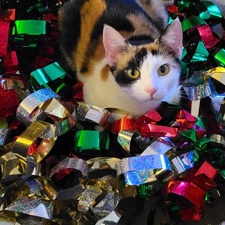 Piglette joined the competition — help win amazing prizes! cat, calico_cat, ribbons, colorful, shiny, metallic, holiday, decorations, playful, curious, pet, animal, looking_up, indoor, closeup, feline, cute, festive, messy, background