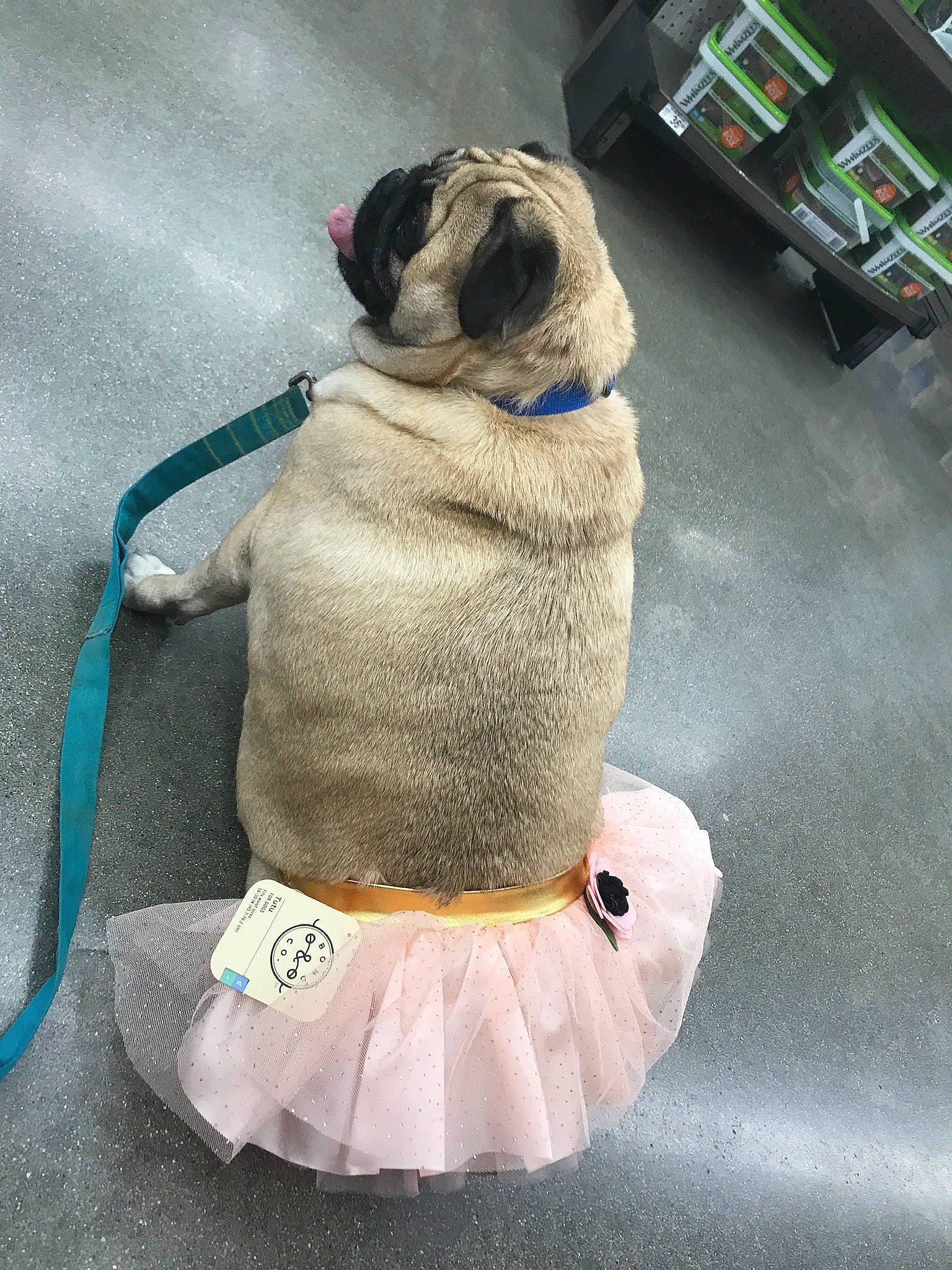 Jasper joined the competition — help win amazing prizes! canidae, carnivore, companion_dog, dog, dog_breed, dog_clothes, fawn, non_sporting_group, pug, puppy, snout, sporting_group, toy_dog