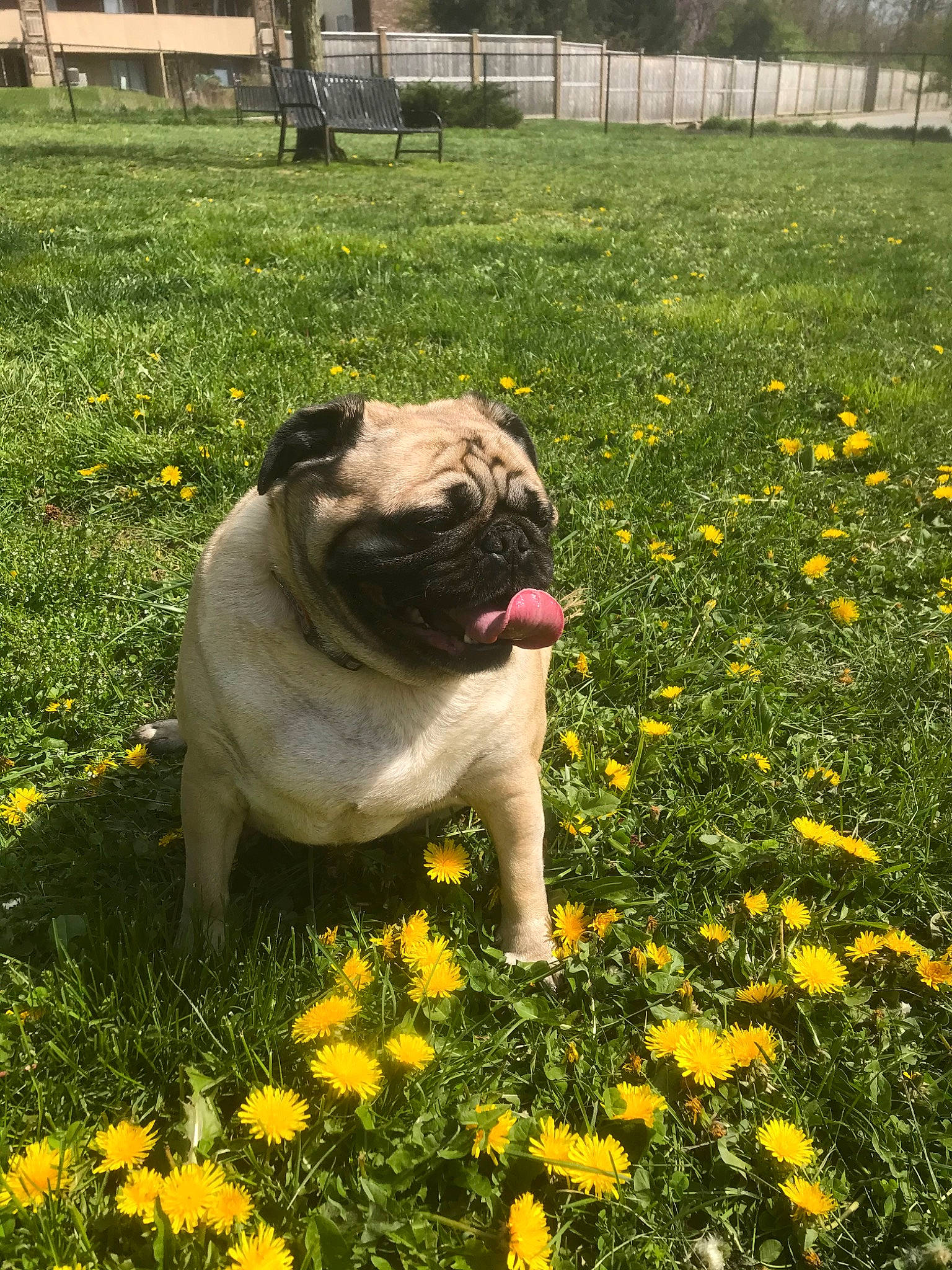 Jasper joined the competition — help win amazing prizes! australian_bulldog, canidae, carnivore, companion_dog, dog, dog_breed, fawn, grass, lawn, mammal, old_english_bulldog, plant, pug, snout, sporting_group, spring, toy_bulldog, toy_dog, vertebrate, yellow