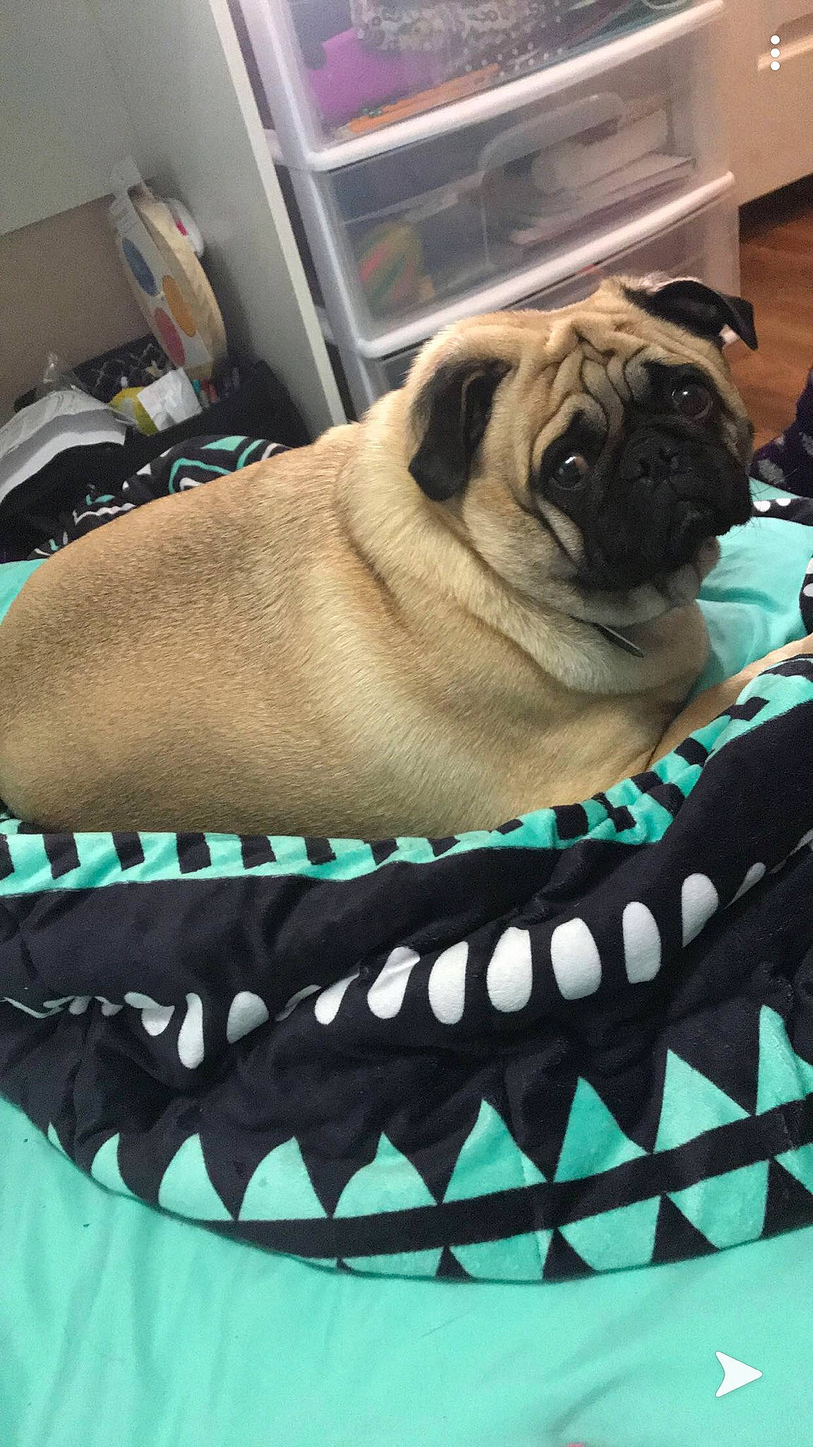 Jasper joined the competition — help win amazing prizes! canidae, carnivore, companion_dog, dog, dog_bed, dog_breed, fawn, mammal, pug, puppy, snout, toy_dog, wrinkle
