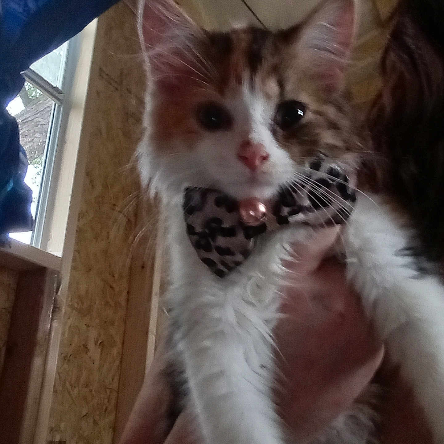 Elle May is registered to the contest to win money with this photo: abyssinian, accessories, adult, animal, bowtie, cat, couch, featherboa, formalwear, kitten, male, man, manx, necktie, person, pet, plywood, strap, tie, wood