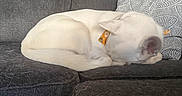 Maggie is registered to the contest to win money with this photo: dog, puppy, white_dog, sleeping, curled_up, pet, collar, orange_collar, floral_pattern, couch, sofa, cushion, indoor, home, living_room, relaxed, resting, fur, cute, animal