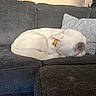 dog, puppy, white_dog, sleeping, curled_up, pet, collar, orange_collar, floral_pattern, couch, sofa, cushion, indoor, home, living_room, relaxed, resting, fur, cute, animal