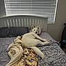 dog, white_dog, pet, bed, bedroom, pillow, blanket, bedding, lying_down, relaxed, sleeping, portrait, indoors, window, blinds, furniture, cozy, home, animal, face