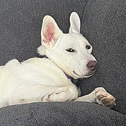 Maggie joined the competition — help win amazing prizes! dog, white_dog, pet, canine, lying_down, lounging, sleepy, side_eye, floppy_ears, pointed_ears, paws, claws, nose, fur, white_fur, indoor, sofa, couch, portrait, relaxed