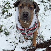 Karma joined the competition — help win amazing prizes! dog, canine, pet, snow, winter, sweater, festive_clothing, brown_coat, portrait, outdoor, grass, leaves, paw, nose, ears, looking_at_camera, brick_edge, cold, ground, cute