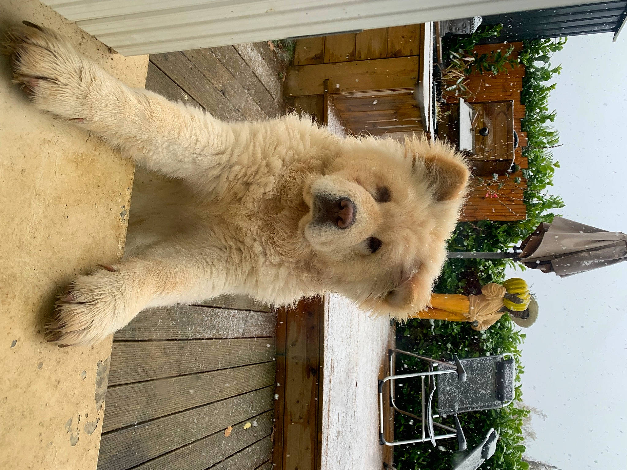 Snow a rejoint le concours — aidez-le/la à gagner de superbes lots ! alpaca, carnivore, claw, fawn, felidae, fur, hyena, marsupial, plant, terrestrial_animal, tree, trunk, twig, vicuna, wildlife, window, wood