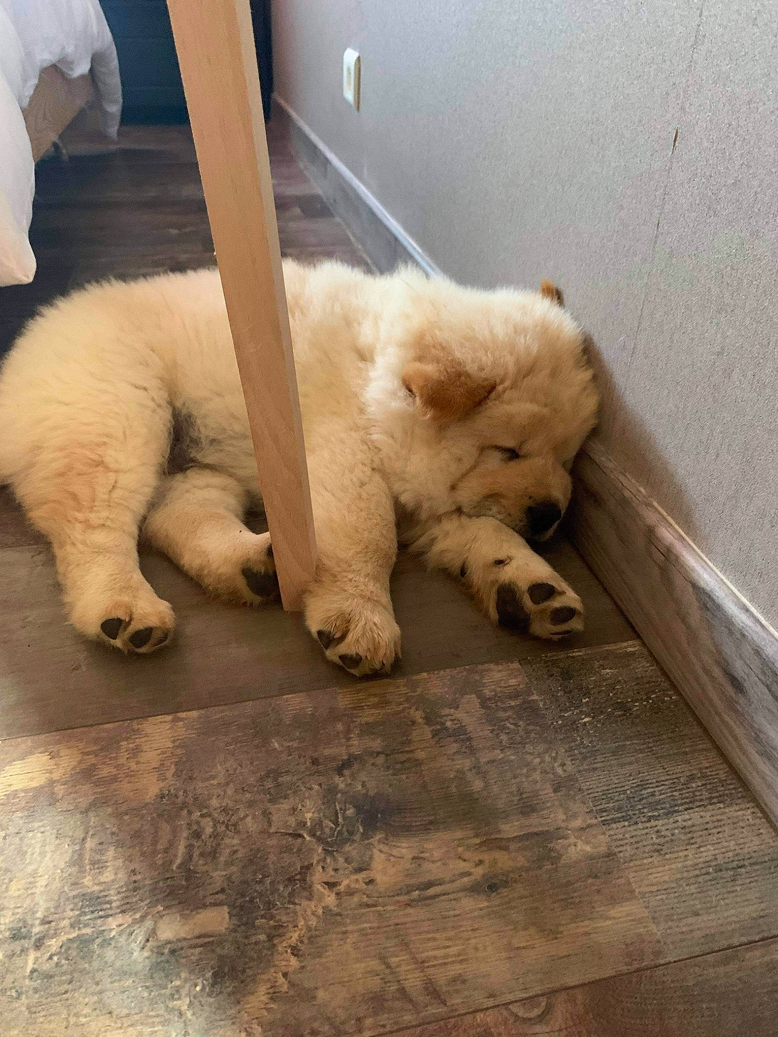 Snow participe au concours pour gagner de l'argent avec cette photo : bear, canidae, carnivore, claw, companion_dog, dog, dog_breed, fawn, felidae, flooring, fur, non_sporting_group, paw, polar_bear, snout, sporting_group, tail, terrestrial_animal, wildlife, wood