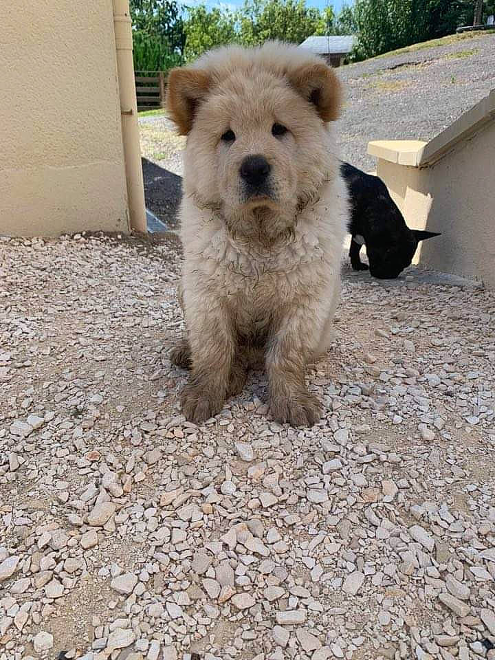 Snow participe au concours pour gagner de l'argent avec cette photo : bear, canidae, carnivore, companion_dog, dog_breed, fur, grass, landscape, road_surface, small_terrier, snout, soil, sporting_group, tail, terrestrial_animal, terrier, working_animal