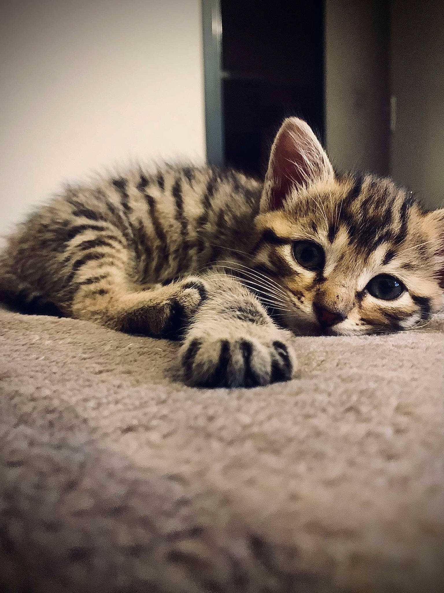 Mao participe au concours pour gagner de l'argent avec cette photo : carnivore, cat, claw, close_up, comfort, domestic_short_haired_cat, door, felidae, fur, grey, metal, monochrome, monochrome_photography, paw, small_to_medium_sized_cats, snout, terrestrial_animal, whiskers, wildlife, wood