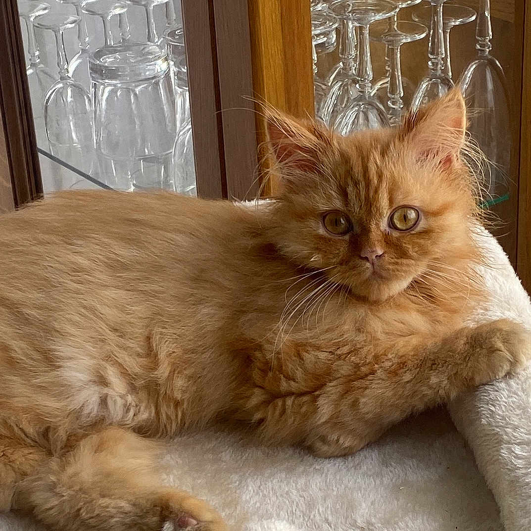 Simba a rejoint le concours — aidez-le/la à gagner de superbes lots ! abyssinian, animal, cabinet, cat, chinacabinet, couch, furniture, glass, goblet, hardwood, indoors, interiordesign, jar, kitten, manx, pet, pottery, shelf, vase, wood