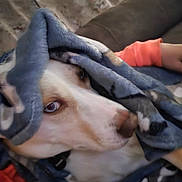 Zunie Lou joined the competition — help win amazing prizes! blanket, closeup, couch, cozy, dog, domestic_animal, eye, fabric, fur, human_arm, indoor, lounging, nose, pattern, paw, pet, portrait, sleepy, sleeve, upholstery