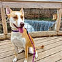 Zunie Lou is registered to the contest to win money with this photo: dog, leash, wooden_deck, waterfall, outdoor, nature, forest, happy, pet, canine, blue_eyes, sitting, tongue_out, fence, scenic, daytime, animal, collar, wood, landscape