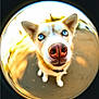 Zunie Lou is registered to the contest to win money with this photo: dog, close_up, fisheye_lens, blue_eyes, nose, outdoor, pet, canine, animal, portrait, cute, funny, distorted, blurred_background, sunlight, whiskers, fur, muzzle, playful, friendly