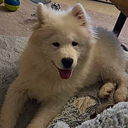 Arrow a rejoint le concours — aidez-le/la à gagner de superbes lots ! dog, white, fluffy, puppy, indoor, rug, toy, blanket, happy, tongue_out, pet, fur, cute, relaxed, home, cozy, laying_down, animal, companion, playful