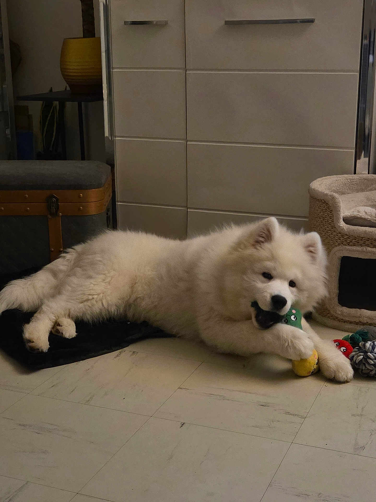 Arrow a rejoint le concours — aidez-le/la à gagner de superbes lots ! dog, white_dog, fluffy, toy, playing, indoor, floor, pet_bed, pet_toys, cozy, home, cabinet, furniture, relaxed, cute, animal, canine, lying_down, playful, domestic