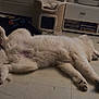 dog, white_dog, lying_down, indoor, floor, toys, pet, relaxed, fluffy, canine, home, animal, resting, fur, paws, dog_toy, cat_tree, cozy, sleeping, domestic_animal