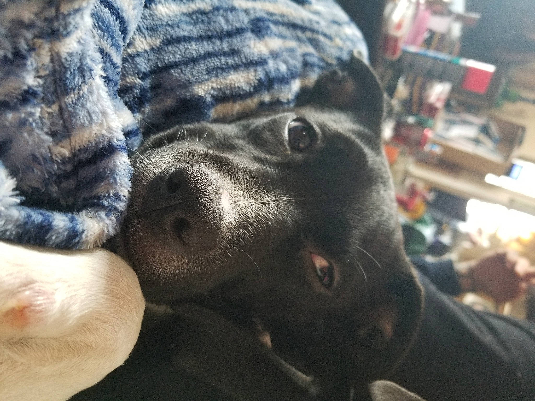 Mary Jane is registered to the contest to win money with this photo: canidae, carnivore, companion_dog, dog, dog_breed, fawn, felidae, fur, grey, guard_dog, human_leg, pattern, paw, selfie, small_to_medium_sized_cats, sporting_group, terrestrial_animal, toy_dog, whiskers, working_animal