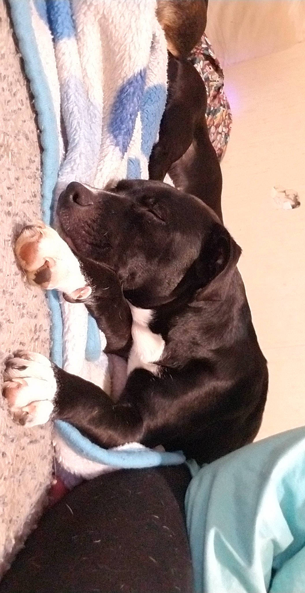 Mary Jane joined the competition — help win amazing prizes! canidae, carnivore, collar, comfort, companion_dog, dog, dog_breed, dog_collar, ear, fawn, fur, gesture, guard_dog, hunting_dog, leash, liver, non_sporting_group, snout, sporting_group, working_animal