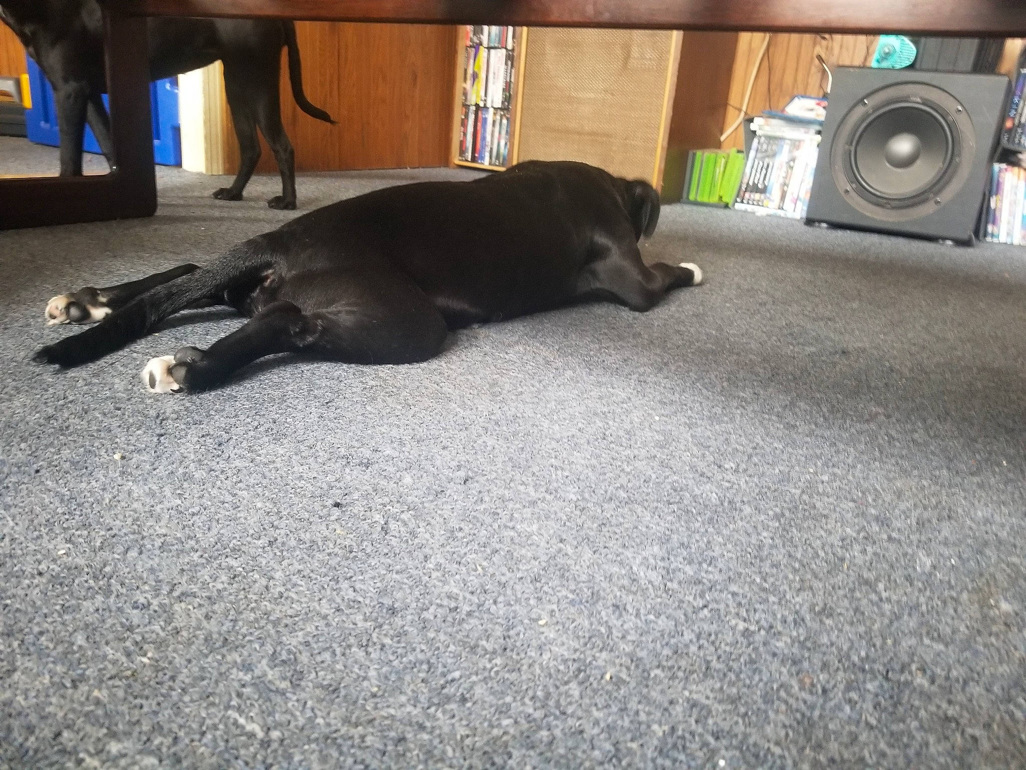 Mary Jane joined the competition — help win amazing prizes! canidae, carnivore, clothes_dryer, comfort, companion_dog, dog, dog_breed, floor, flooring, fur, grey, guard_dog, hardwood, liver, sporting_group, studio_monitor, tail, tints_and_shades, wood, working_animal