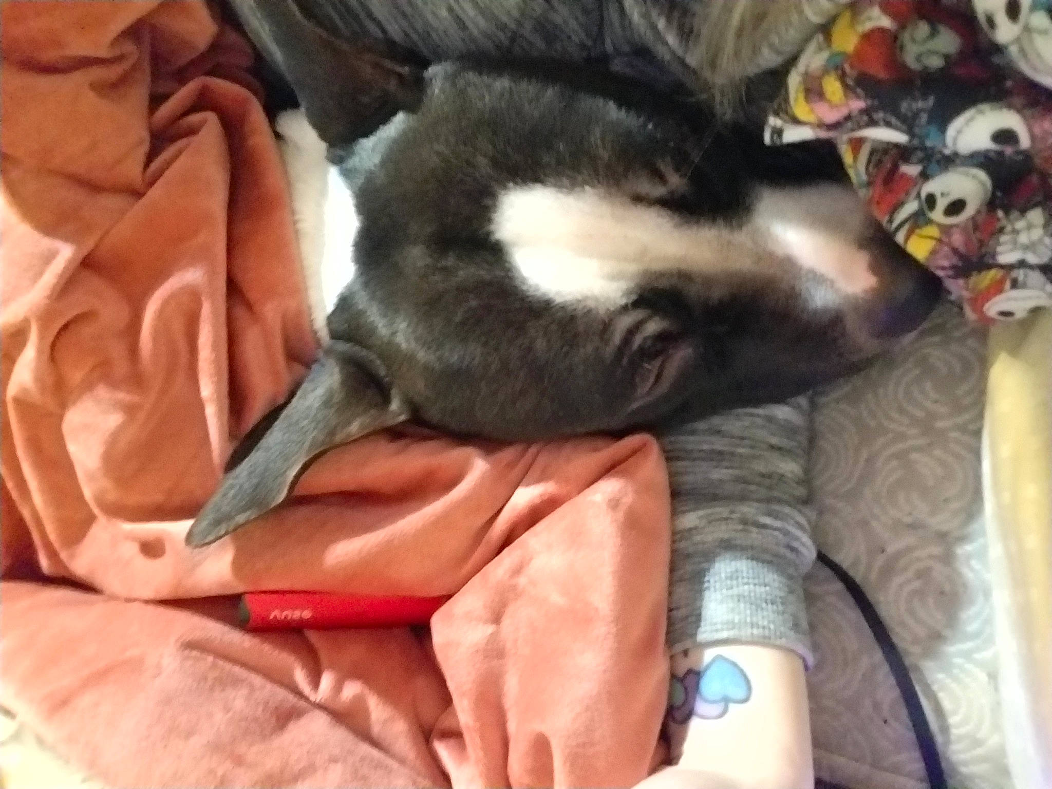 Dax is registered to the contest to win money with this photo: carnivore, cat, cloud, comfort, companion_dog, dog_breed, domestic_short_haired_cat, felidae, foot, fur, human_leg, lap, linens, nail, paw, small_to_medium_sized_cats, snout, tail, thigh, whiskers