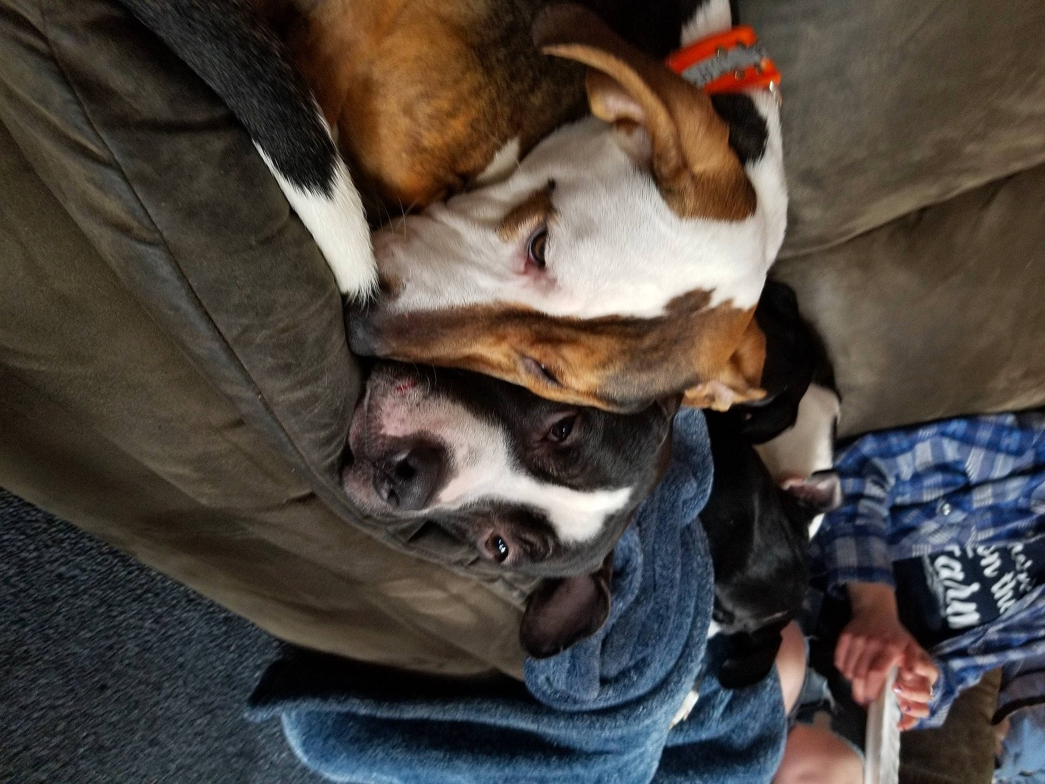 Dax is registered to the contest to win money with this photo: canidae, carnivore, comfort, companion_dog, dog, dog_breed, fawn, fur, hound, nap, non_sporting_group, paw, puppy_love, scent_hound, sleep, snout, sporting_group, street_dog, suit, whiskers