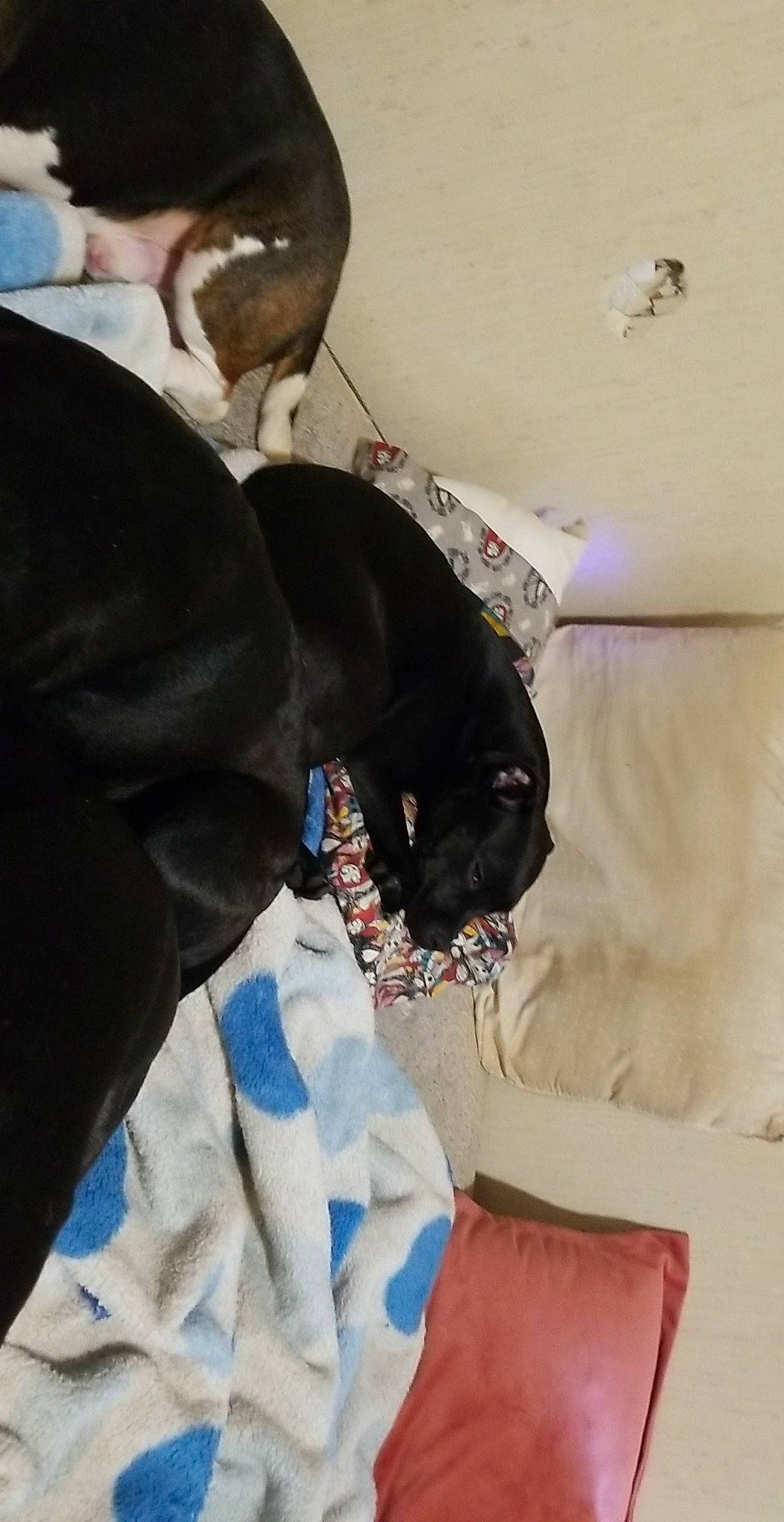 Maze is registered to the contest to win money with this photo: canidae, carnivore, collar, comfort, companion_dog, dog, dog_breed, dog_collar, dog_supply, fawn, felidae, fur, guard_dog, hat, leash, linens, snout, sporting_group, whiskers, working_animal