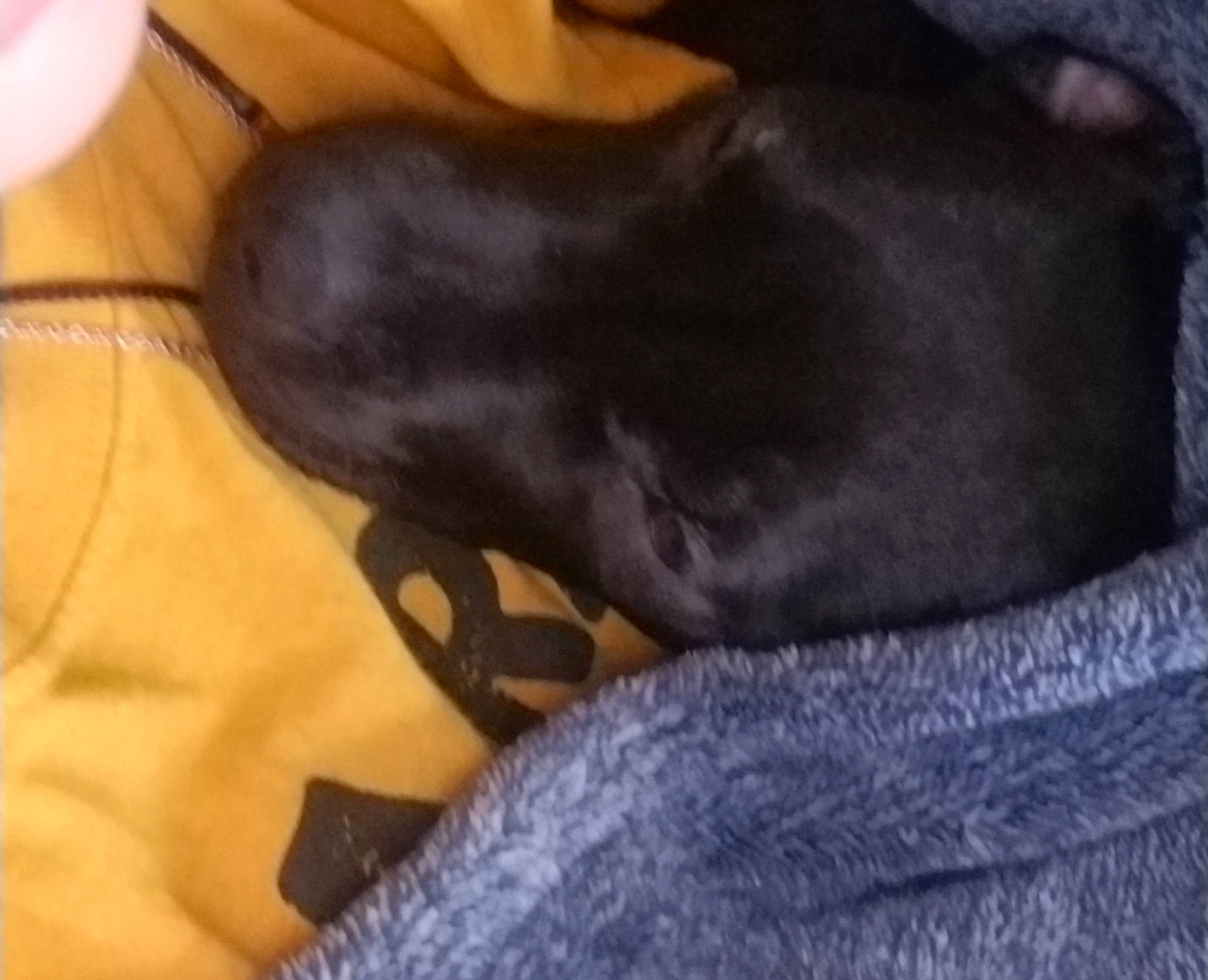 Maze joined the competition — help win amazing prizes! borador, carnivore, collar, comfort, companion_dog, dog, dog_breed, dog_collar, electric_blue, foot, fur, grey, guard_dog, liver, paw, sporting_group, tail, terrestrial_animal, whiskers, working_animal