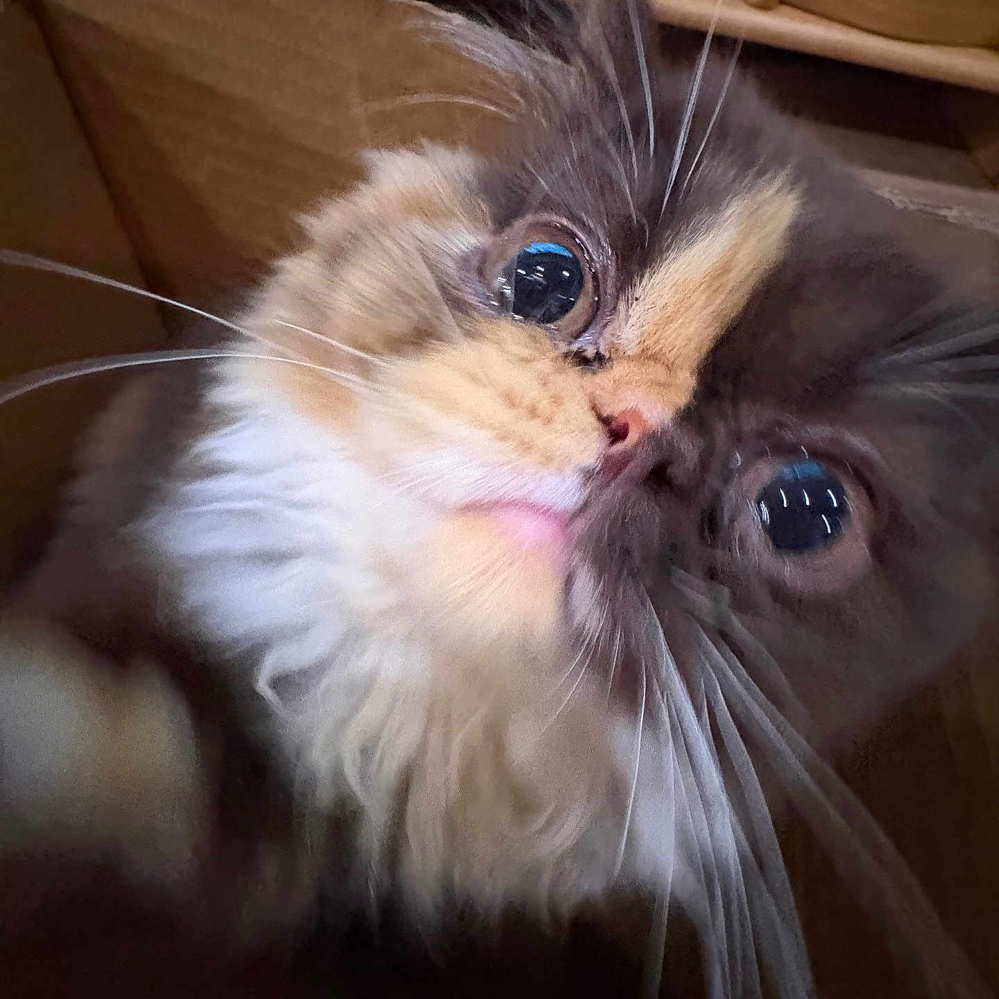 Darcy