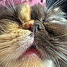 Darcy is registered to the contest to win money with this photo: cat, close_up, whiskers, nose, mouth, fur, pink_background, animal, pet, cute, feline, soft, texture, portrait, indoor, muzzle, sleepy, tiny_mouth, close, cozy