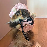 Darcy is registered to the contest to win money with this photo: cat, calico_cat, fluffy, pet, indoor, hat, pink_hat, bow, pearl, hand_holding, raised_paw, wide_eyes, fur, flooring, slippers, person, cute, accessory, animal, surprised