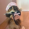 cat, calico_cat, fluffy, pet, indoor, hat, pink_hat, bow, pearl, hand_holding, raised_paw, wide_eyes, fur, flooring, slippers, person, cute, accessory, animal, surprised