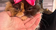 Darcy is registered to the contest to win money with this photo: cat, pink_bow, hand, fluffy, indoor, tile_wall, black_handbag, pet, cute, fur, whiskers, face, expression, resting, domestic_animal, table, closeup, animal, mammal, accessory