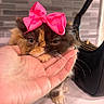cat, pink_bow, hand, fluffy, indoor, tile_wall, black_handbag, pet, cute, fur, whiskers, face, expression, resting, domestic_animal, table, closeup, animal, mammal, accessory