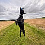 Vixie a rejoint le concours — aidez-le/la à gagner de superbes lots ! active, animal, ball, black_dog, canine, cloudy, dog, energetic, field, grass, happy, jumping, landscape, nature, outdoor, path, playing, rural, sky, summer