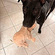 Vixie participe au concours pour gagner de l'argent avec cette photo : animal, black_dog, brown_eyes, companion, cute, dog, domestic_animal, ears, friendly, fur, house, indoor, looking_up, pet, pet_toy, playful, plush_toy, snout, tile_floor, toy