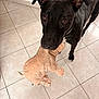 animal, black_dog, brown_eyes, companion, cute, dog, domestic_animal, ears, friendly, fur, house, indoor, looking_up, pet, pet_toy, playful, plush_toy, snout, tile_floor, toy