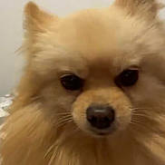Tchoutchou participe au concours pour gagner de l'argent avec cette photo : dog, pomeranian, close_up, fluffy, pet, animal, cute, furry, face, portrait, indoor, brown, small_dog, fur, ears, nose, black_eyes, companion, domestic_animal, canine