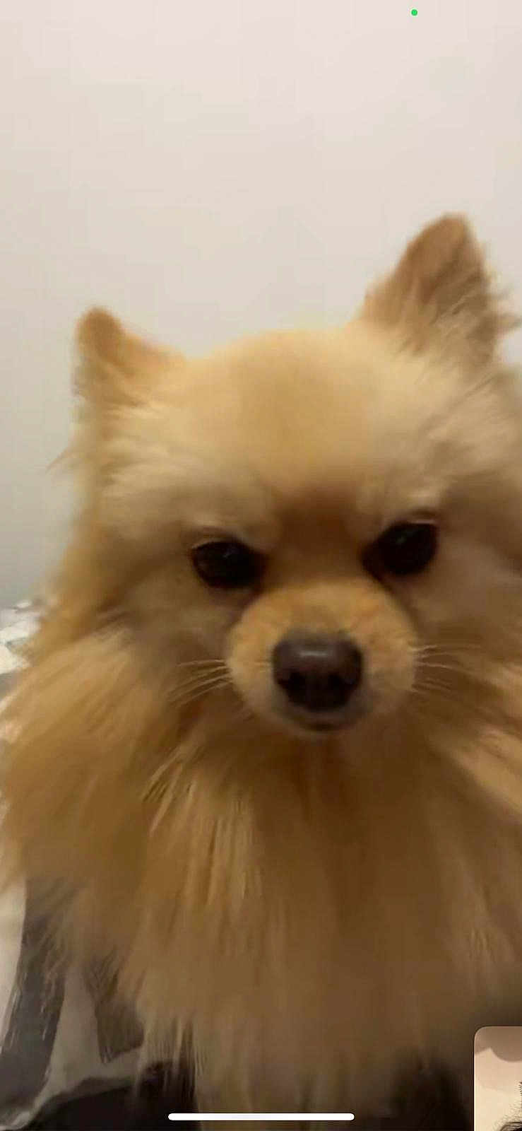 Tchoutchou participe au concours pour gagner de l'argent avec cette photo : dog, pomeranian, close_up, fluffy, pet, animal, cute, furry, face, portrait, indoor, brown, small_dog, fur, ears, nose, black_eyes, companion, domestic_animal, canine