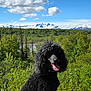 black_poodle, canine, clouds, dog, forest, green_foliage, happy_dog, mountains, nature, outdoors, panting, pet, poodle, portrait, river, scenic_view, sky, snow_capped_mountains, summer, tongue_out