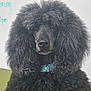 Reina is registered to the contest to win money with this photo: animal_face, black_poodle, close_up, collar, curly_fur, dog, eyes, fluffy, fur, grooming, handwriting, indoor, muzzle, nose, pet, poodle, portrait, studio, turquoise_collar, whiteboard