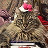 cat, tabby, fluffy, close_up, portrait, indoor, resting, phone, tablecloth, reindeer, plush_toy, patterned_background, cozy, feline, whiskers, paws, domestic_animal, cute, pet, relaxed