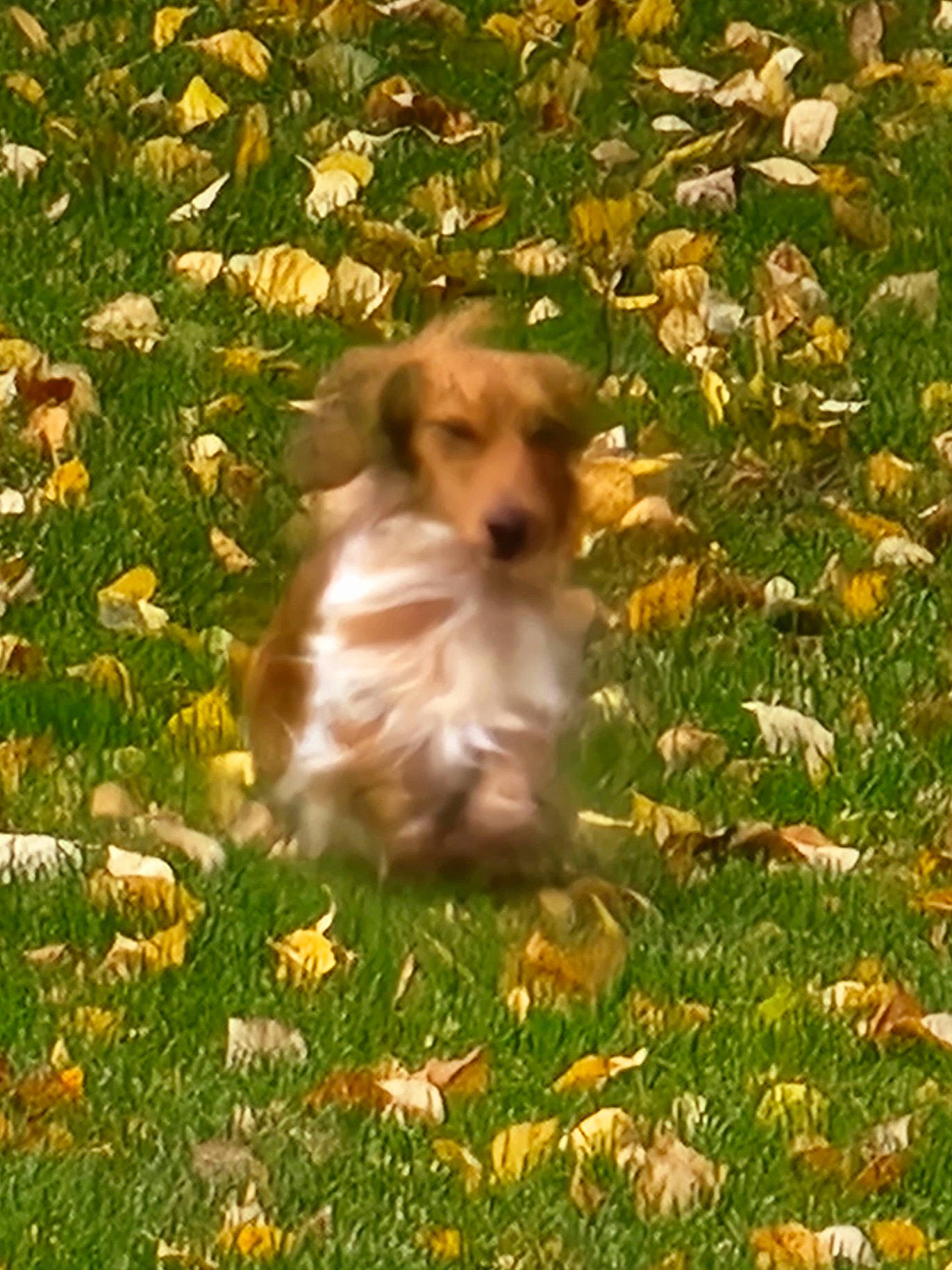 Texas Tornado Vonweiner joined the competition — help win amazing prizes! art, autumn, canidae, carnivore, companion_dog, dog, dog_breed, fawn, grass, groundcover, lawn, natural_landscape, people_in_nature, plant, sporting_group, sunlight, tail, terrestrial_animal, toy_dog