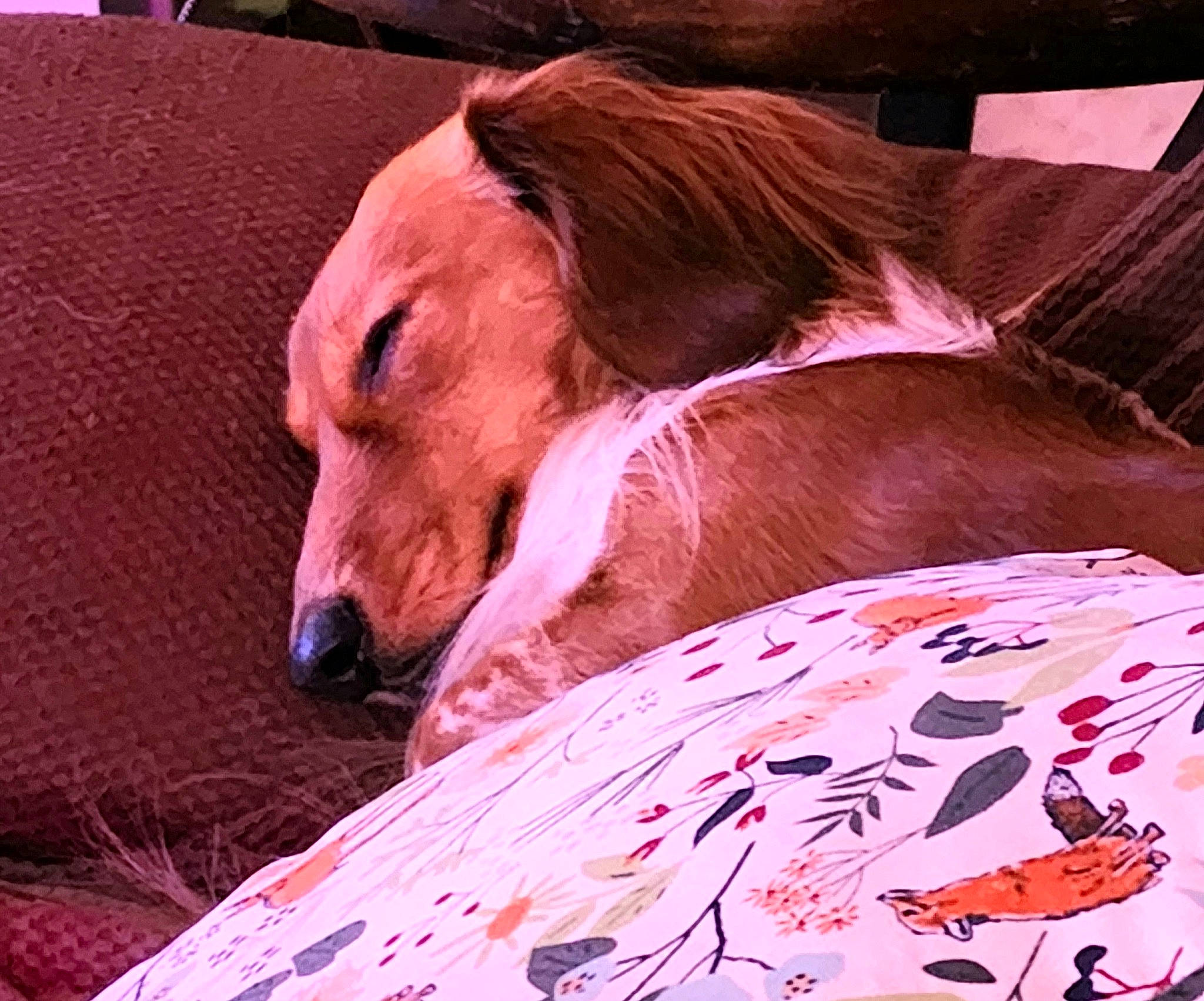 Texas Tornado Vonweiner joined the competition — help win amazing prizes! canidae, carnivore, companion_dog, dog, dog_breed, dog_supply, event, fawn, fur, horse, liver, livestock, magenta, pack_animal, pink, snout, sporting_group, stallion, terrestrial_animal, working_animal