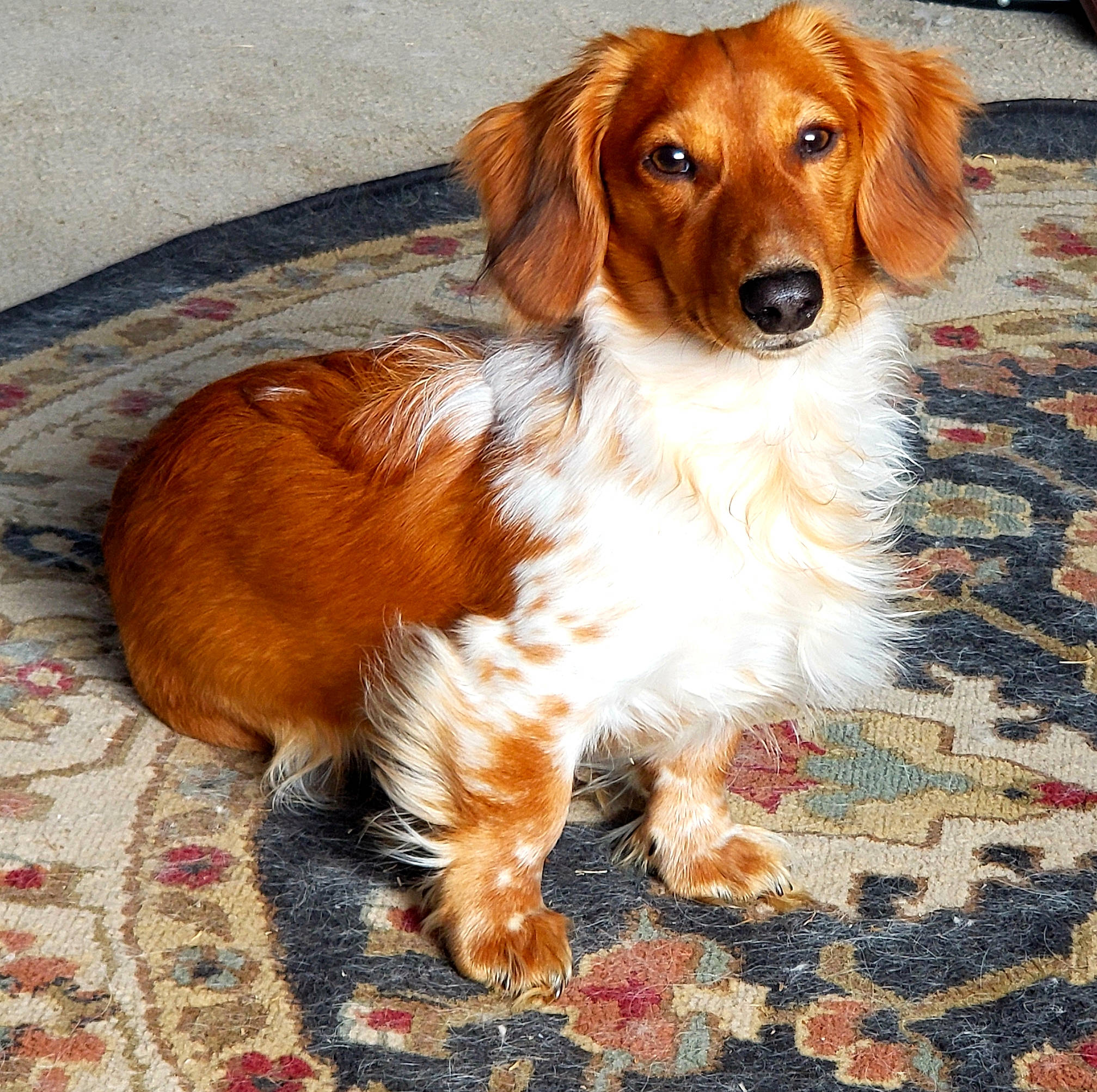 Texas Tornado Vonweiner is registered to the contest to win money with this photo: ancient_dog_breeds, canidae, carnivore, companion_dog, dog, dog_breed, door, fawn, flooring, fur, gun_dog, hunting_dog, liver, snout, sporting_group, terrestrial_animal, whiskers, working_animal, working_dog