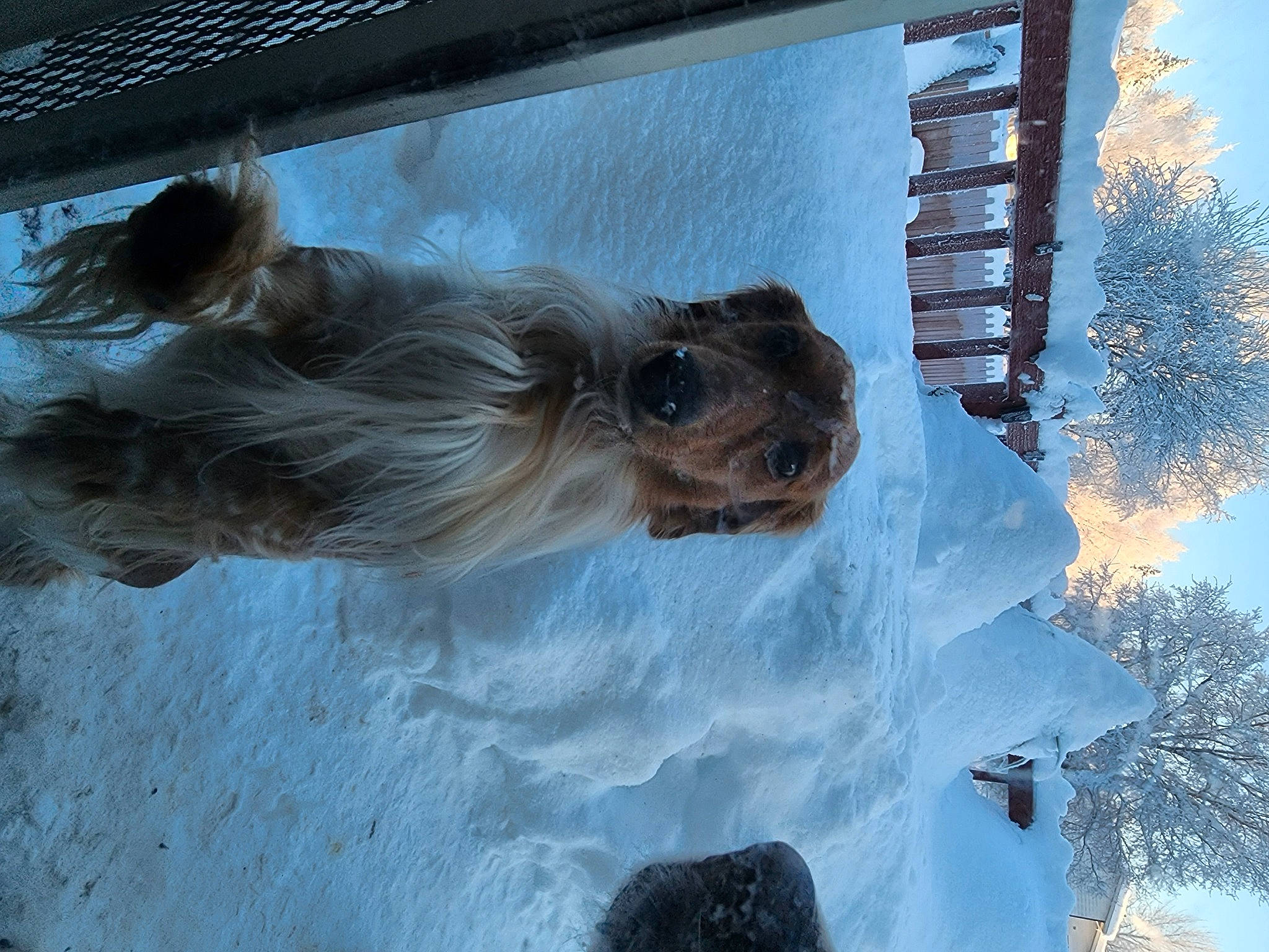 Texas Tornado Vonweiner joined the competition — help win amazing prizes! art, companion_dog, dog_breed, freezing, fur, liver, sky, slope, snout, snow, sporting_group, stallion, tail, tree, twig, wildlife, window, winter, wood, working_animal