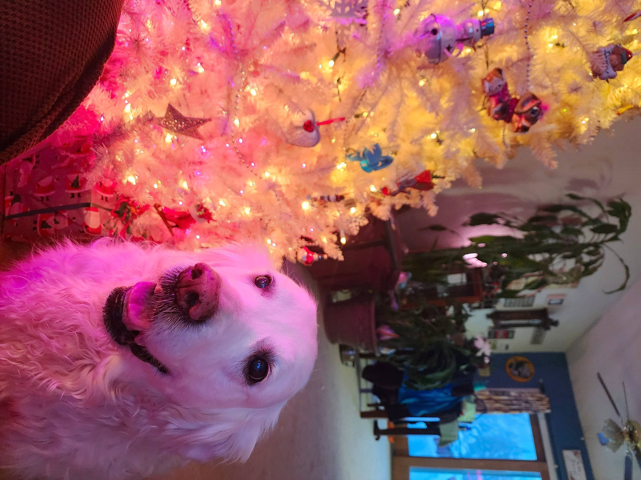 Etta James joined the competition — help win amazing prizes! carmine, christmas, christmas_decoration, christmas_ornament, christmas_tree, companion_dog, decoration, event, fur, holiday, houseplant, interior_design, magenta, ornament, party_supply, pink, plant, purple, tree, white