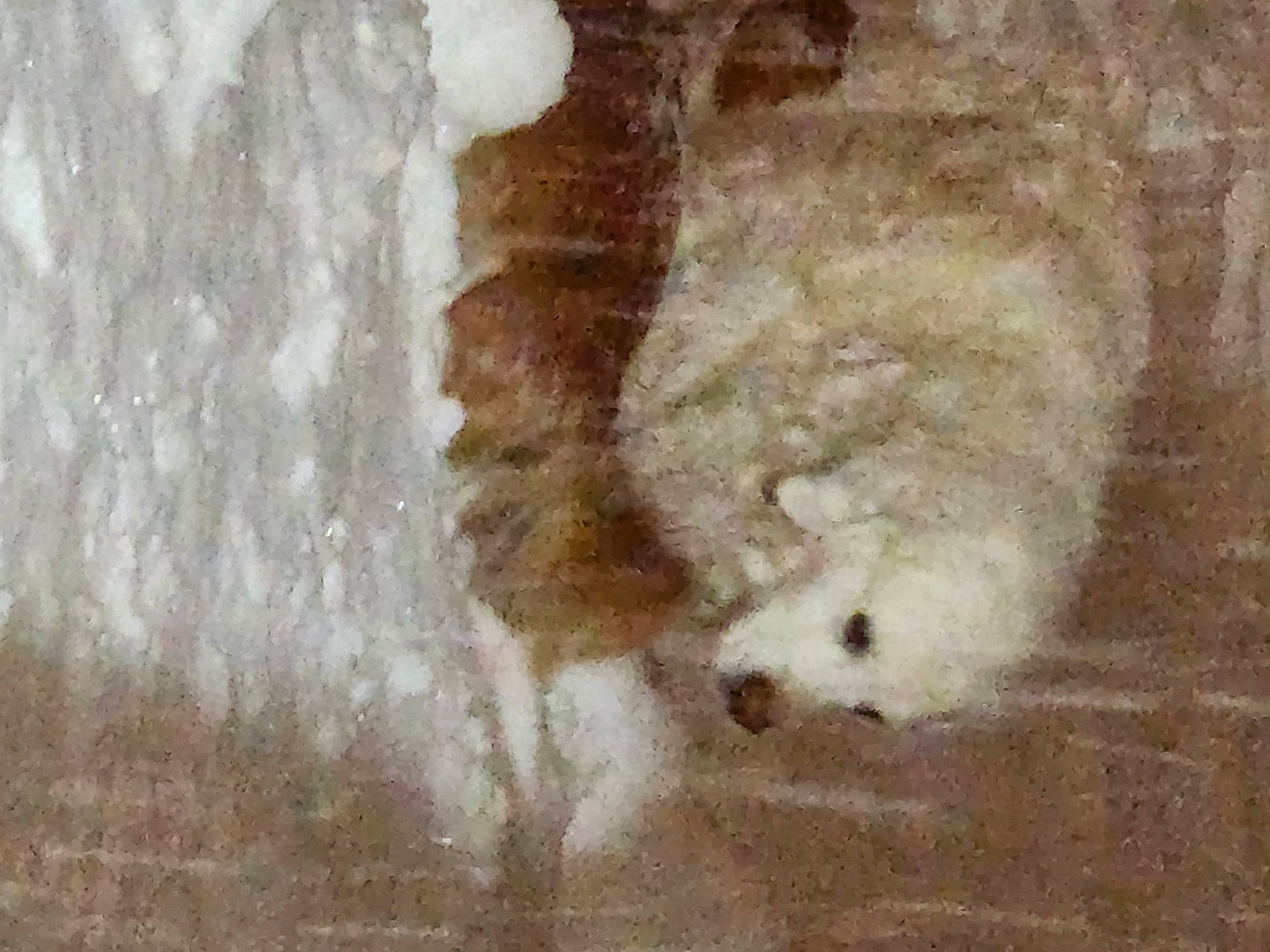 Etta James joined the competition — help win amazing prizes! art, canidae, carnivore, claw, companion_dog, dog, dog_breed, fawn, felidae, fur, insect, painting, paw, sheep, sporting_group, stain, tail, terrestrial_animal, wood, working_animal