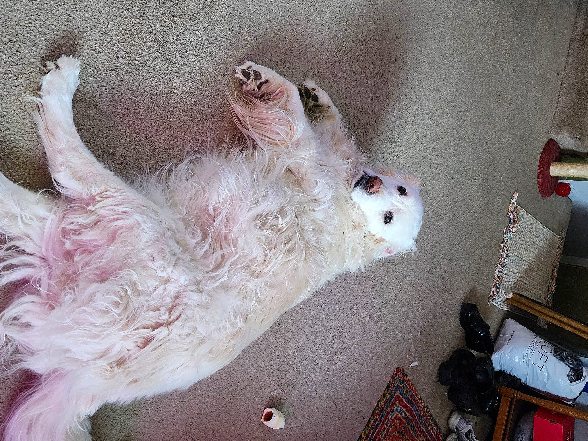 Etta James is registered to the contest to win money with this photo: canidae, carnivore, companion_dog, couch, dog, dog_breed, fawn, felidae, fur, non_sporting_group, paw, small_to_medium_sized_cats, sporting_group, studio_couch, tail, terrier, toy, toy_dog, whiskers